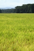 Reisfeldern